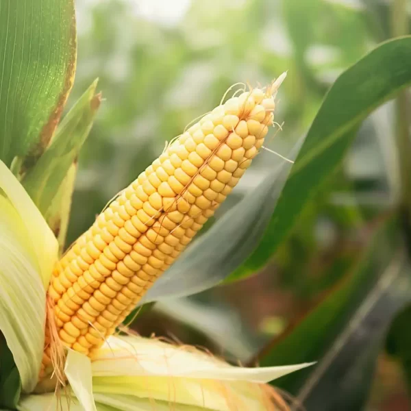 Maize, Corn