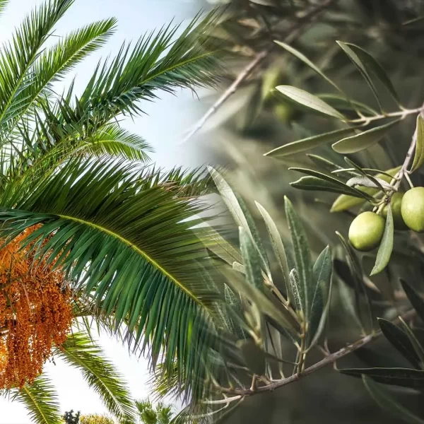 Palms, Olives